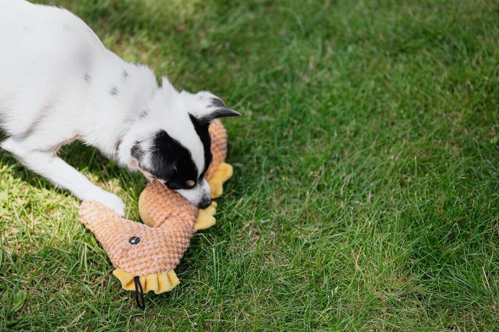 dog playing with squeaky toy on grass