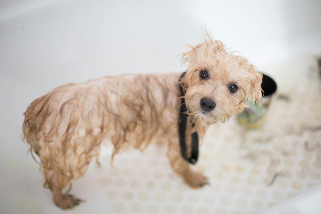 small white dog having a bath