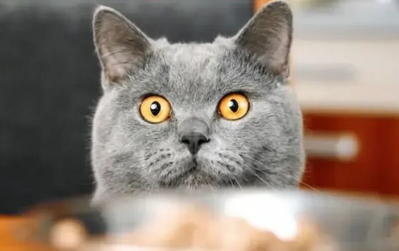 british shorthair cat looking ove the rim of food bowl