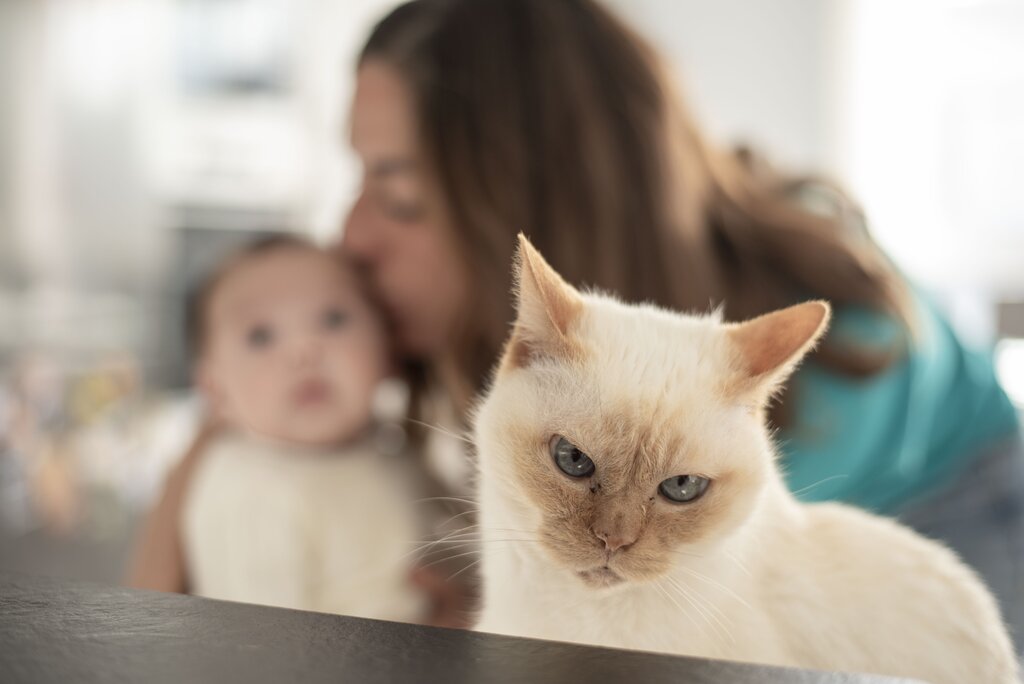 light colour cat looking grumpy with mum and baby blurred in background