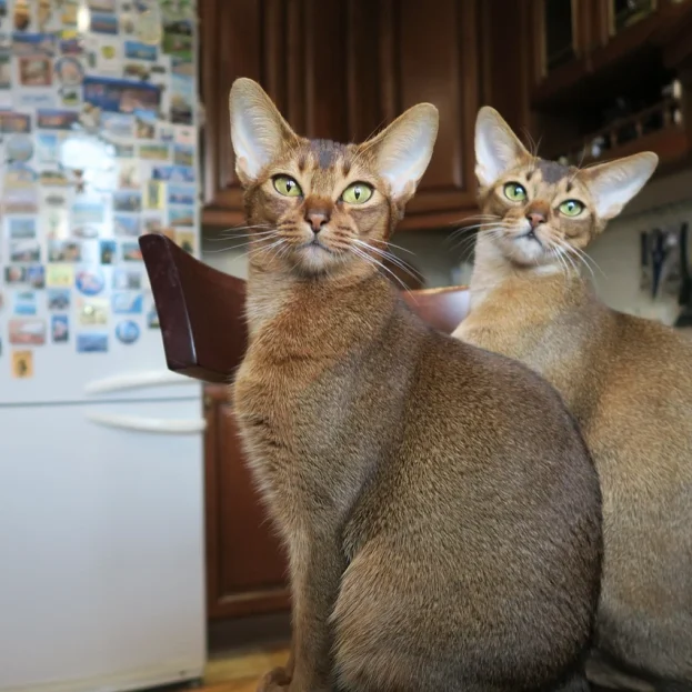 2 abyssinians sitting on kitchen chair looking at camera