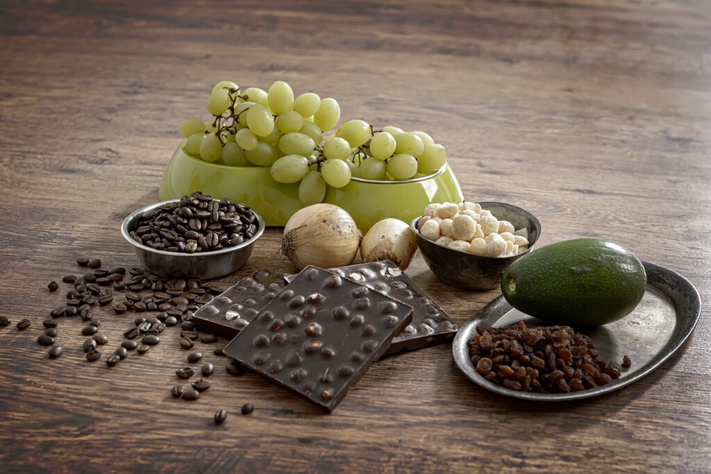 toxic foods arranged on wooden table