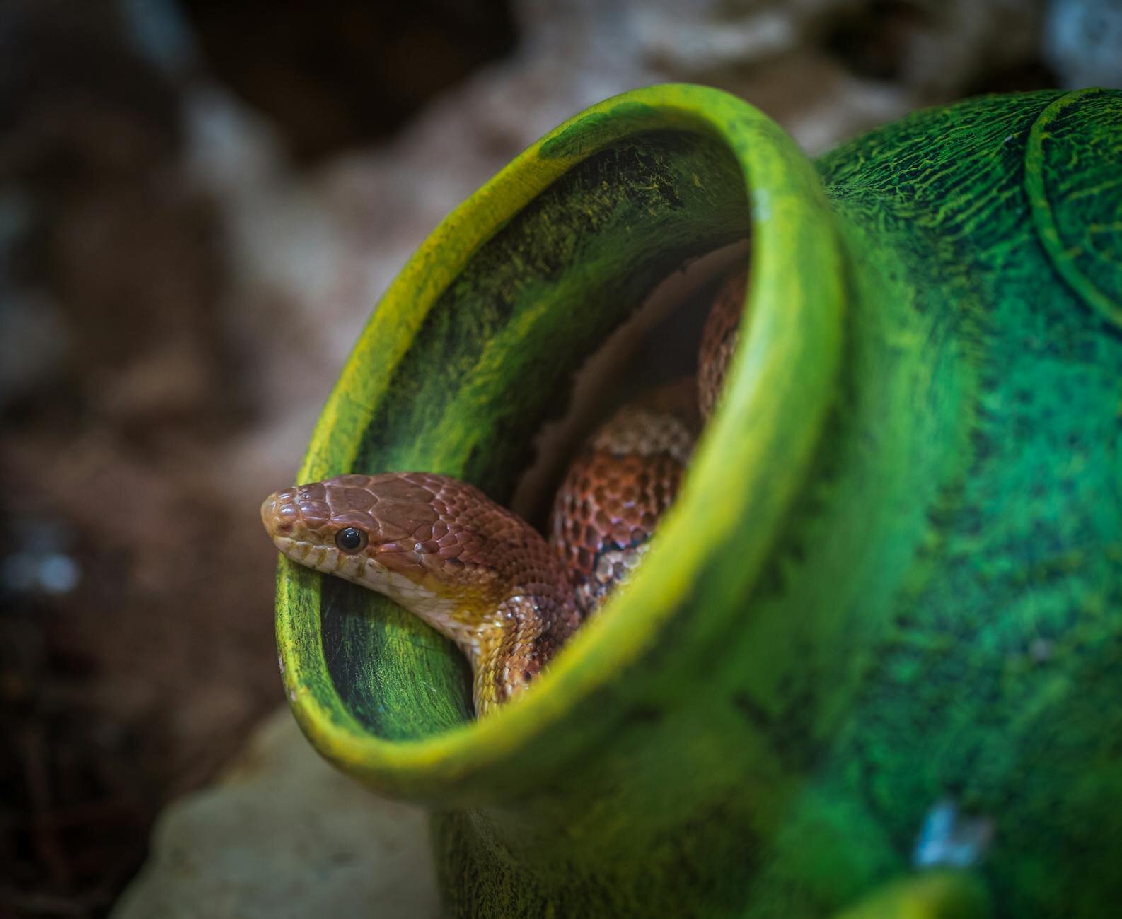 copperhead snake in pot