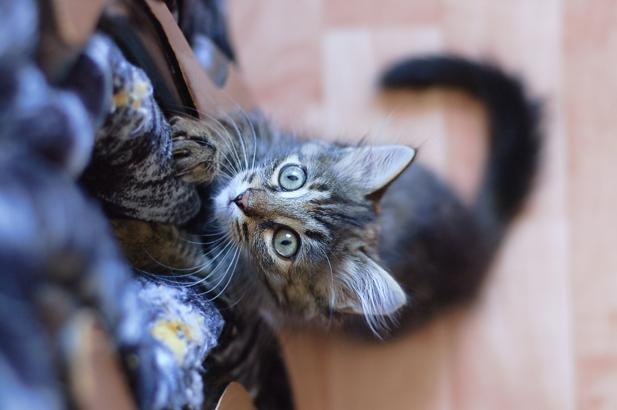 kitten scratching furniture