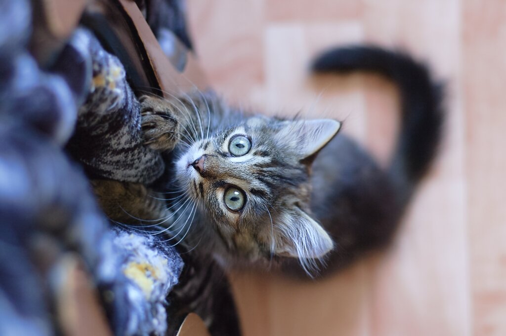 tabby kitten scratching furniture