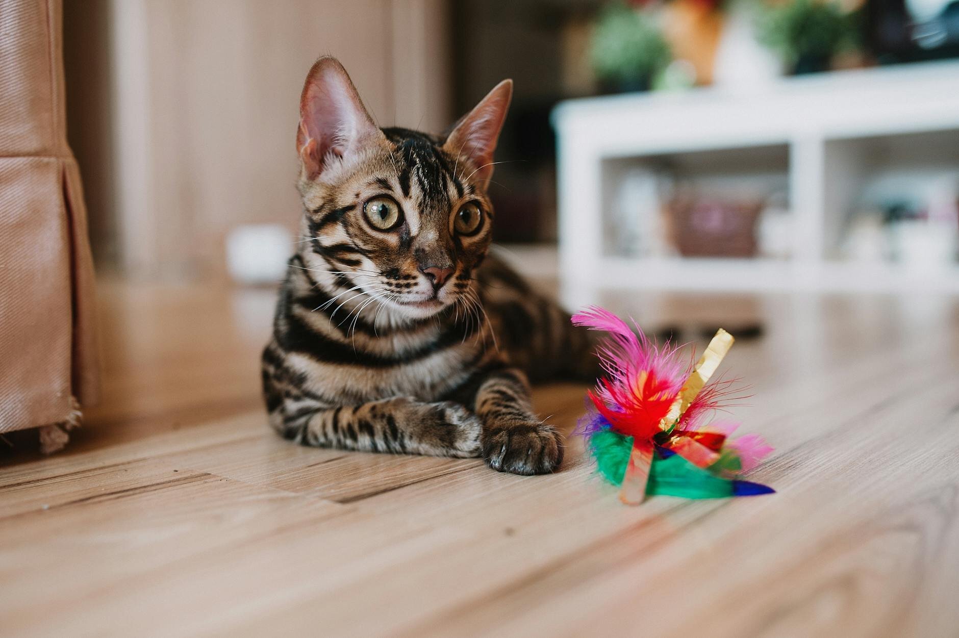 cat with a toy 