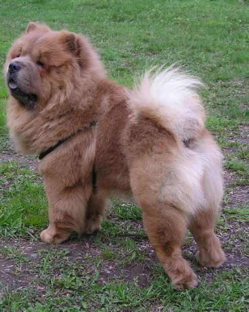 chow chow standing on grass