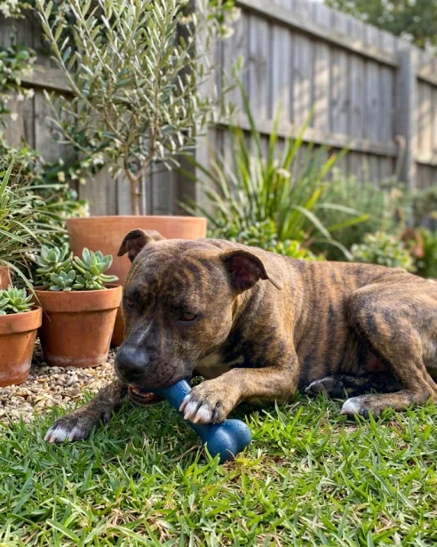 American Staffy chewing on toy