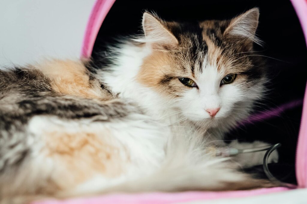 torti cat sitting near carrier at the vet 