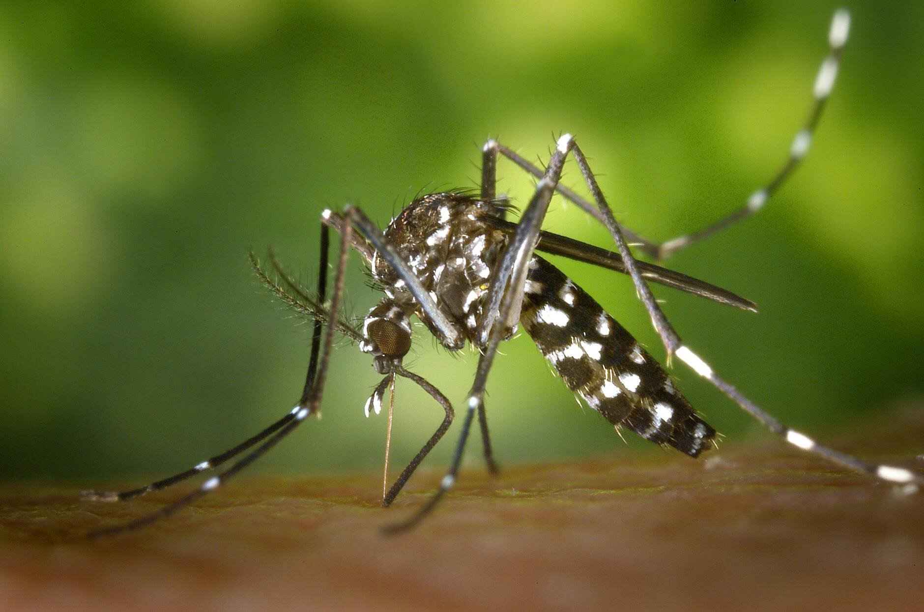 close up of mosquito