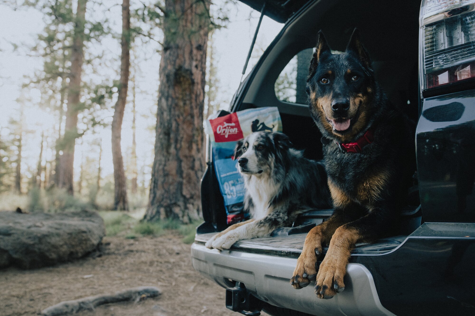 2 dogs sitting in back of car alongside a bag of Orijen dog food