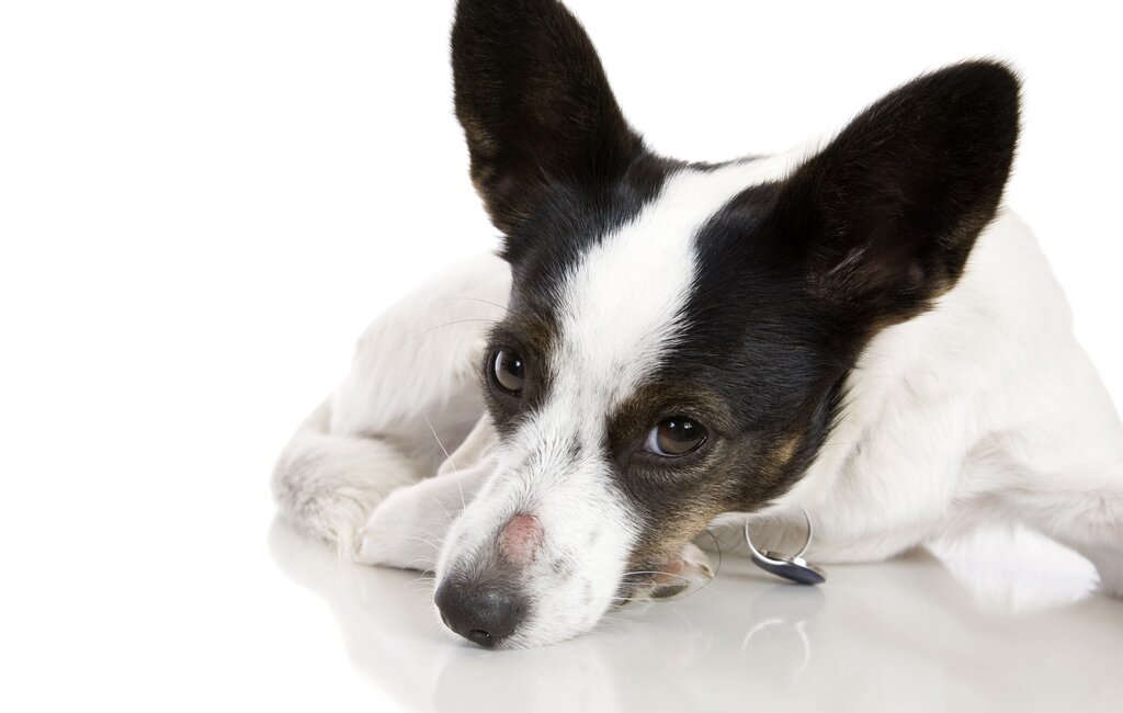 fow terrier breed dog lying down with skin lesion on nose 