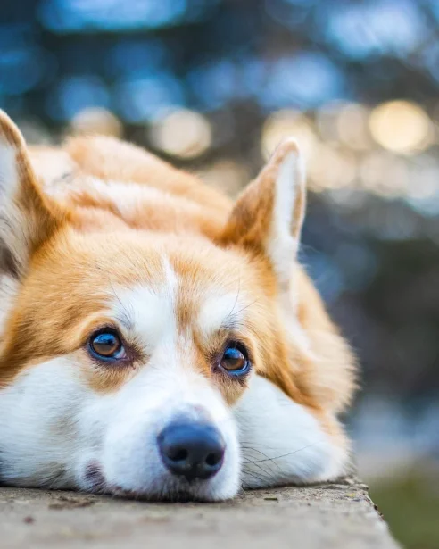 corgi laying on concrete outdoors