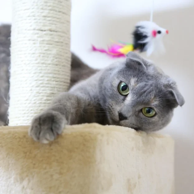 scottish fold cat playing on cat tree
