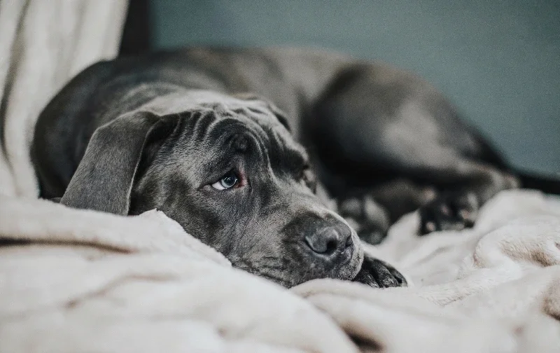 sad looking dog lying on blanket