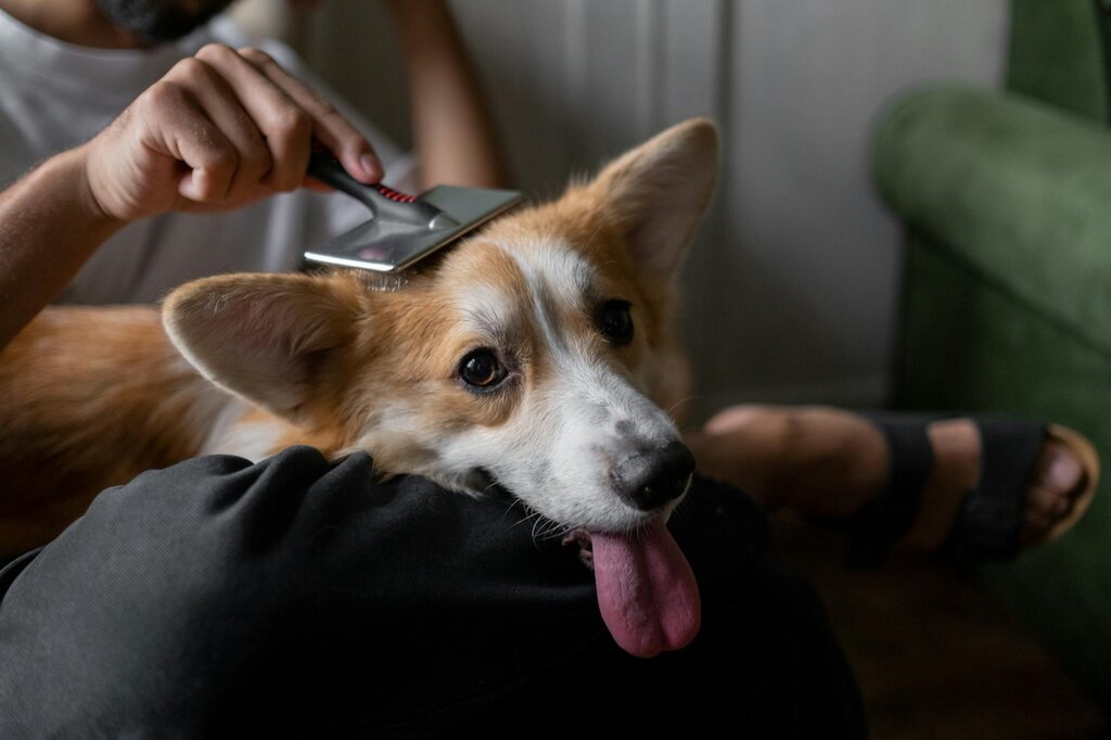corgi being brushed