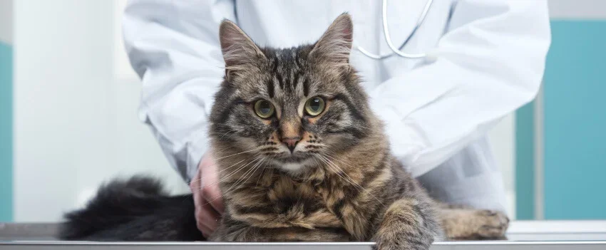 cat on an examination table