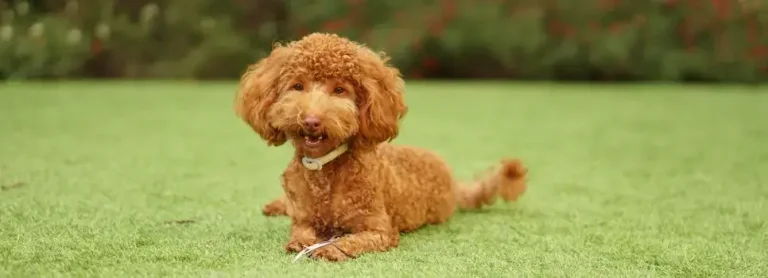 small poodle lying down on grass