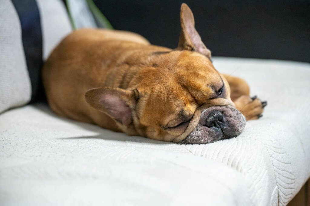 French bulldog sleeping on bed
