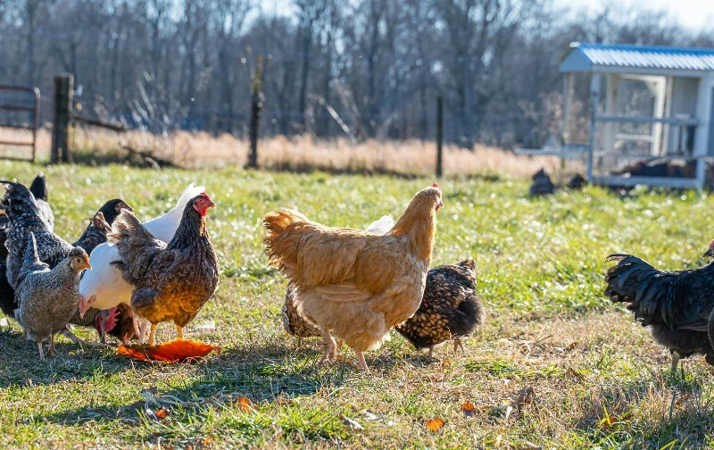 flock of free range chickens