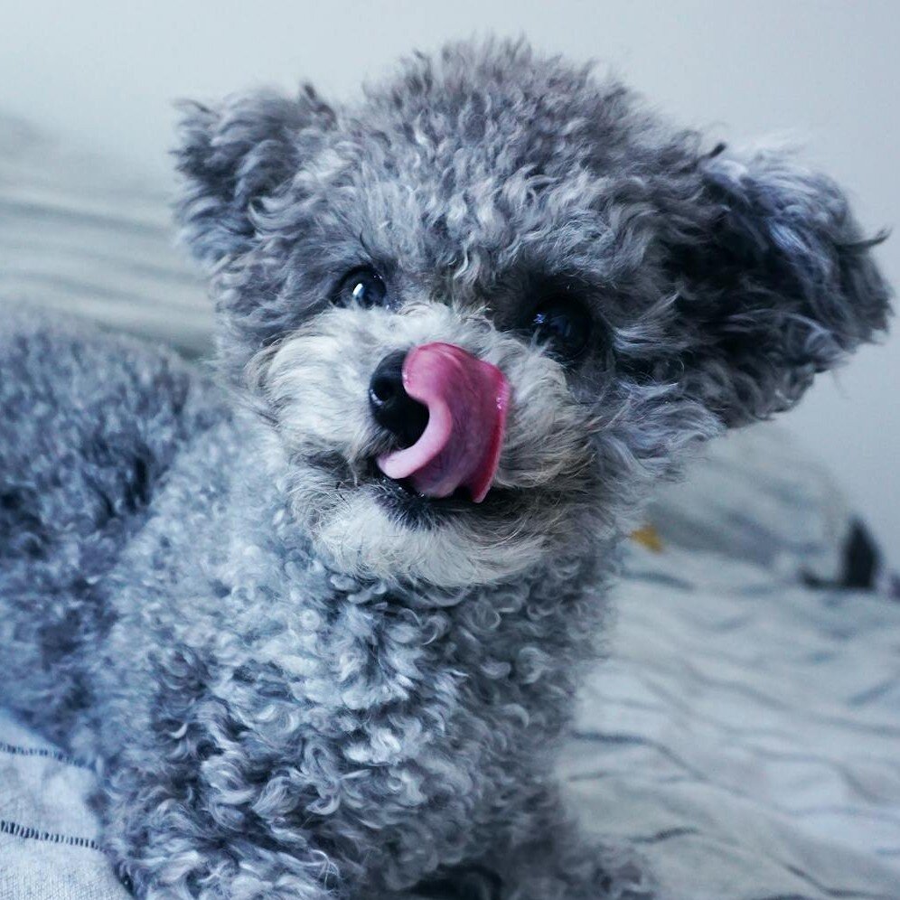 grey poodle on bed with pink tongue licking nose