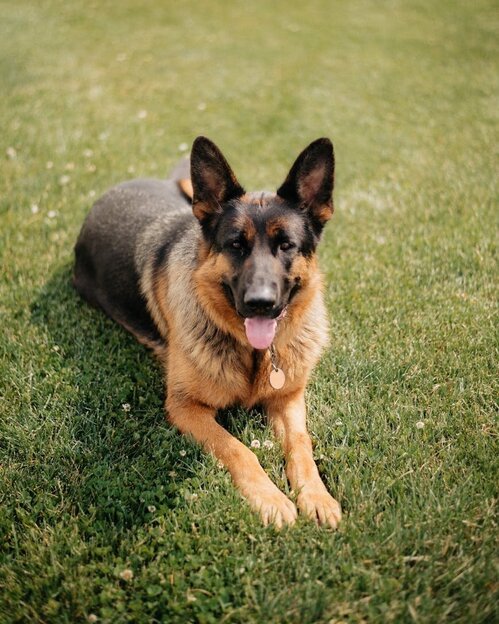 german shepherd lying in grass
