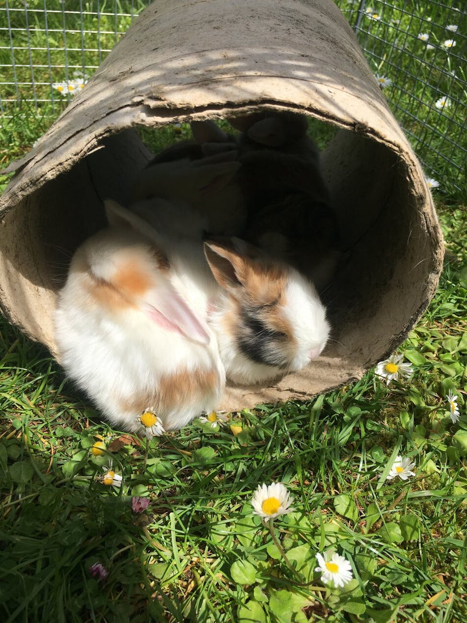 bunny in cardboard tunnel