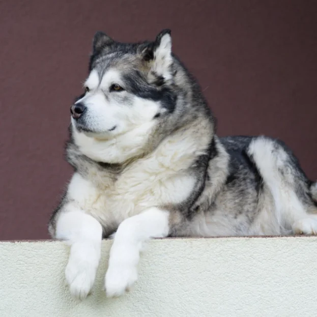 alaskan malamute lying down