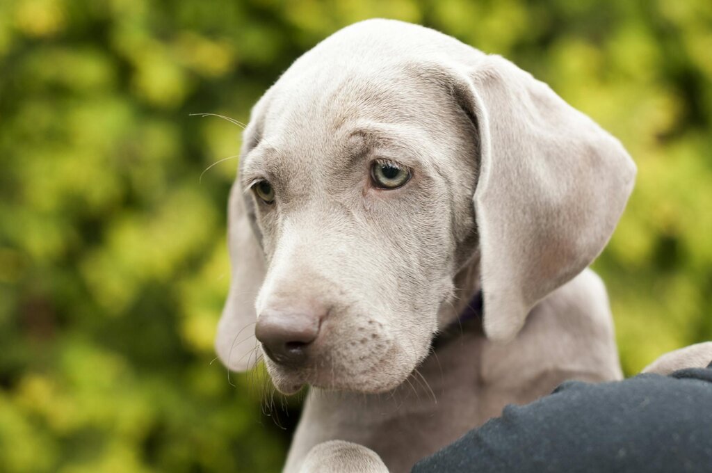 weimaraner breed puppy being held by owner 