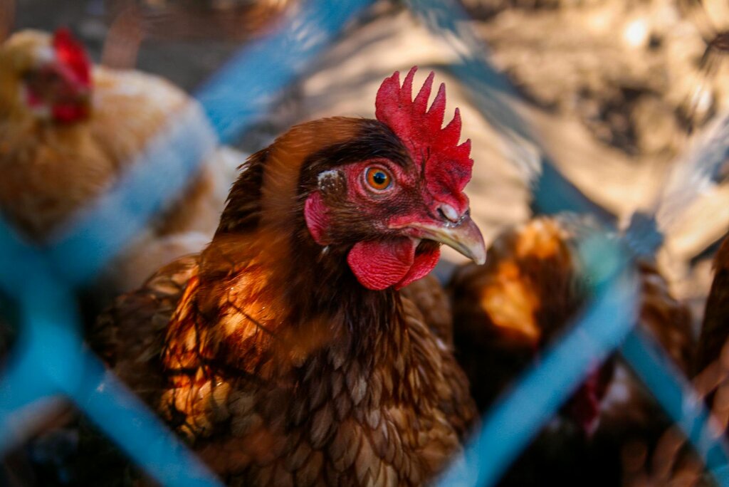 close up of chicken behind fence