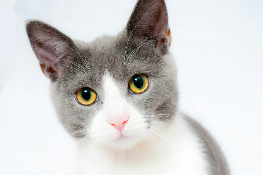 grey and white cat looking at the camera