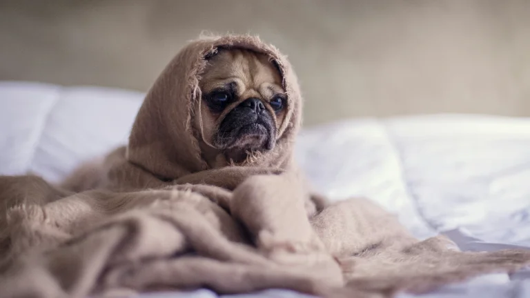 pug wrapped in blanket