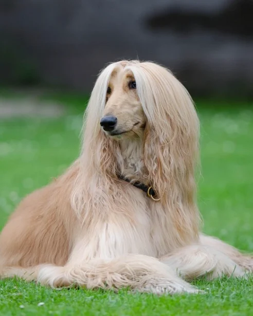 afghan hound lying on grass