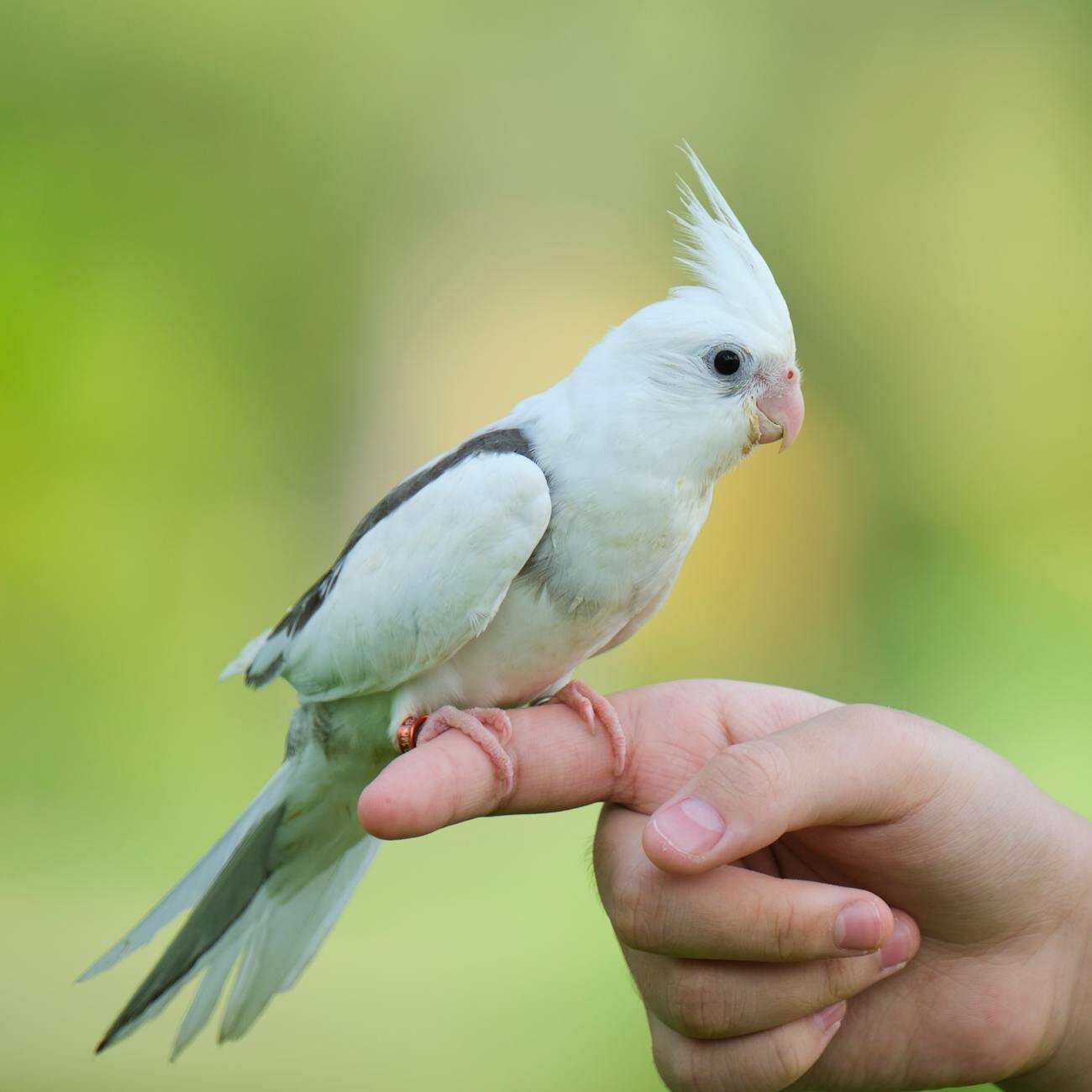 green parrot holding o