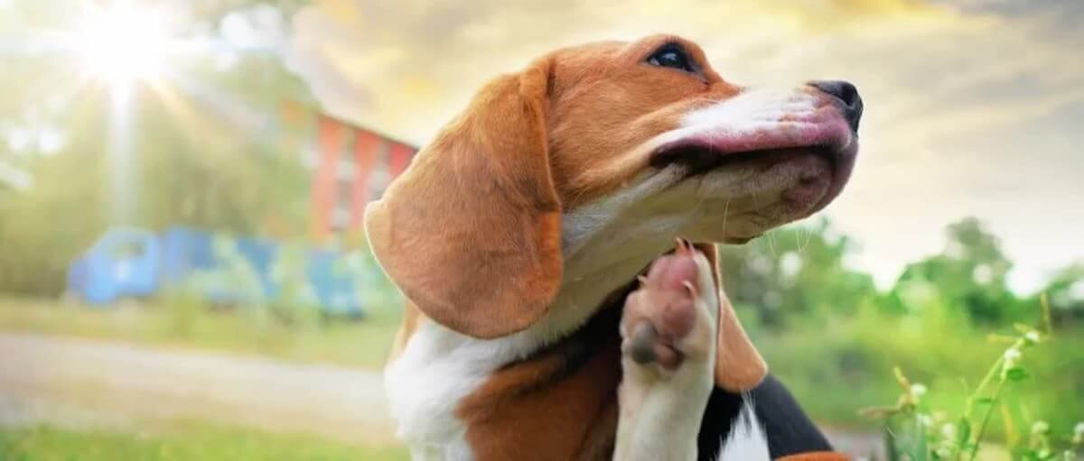 beagle scratching outdoors