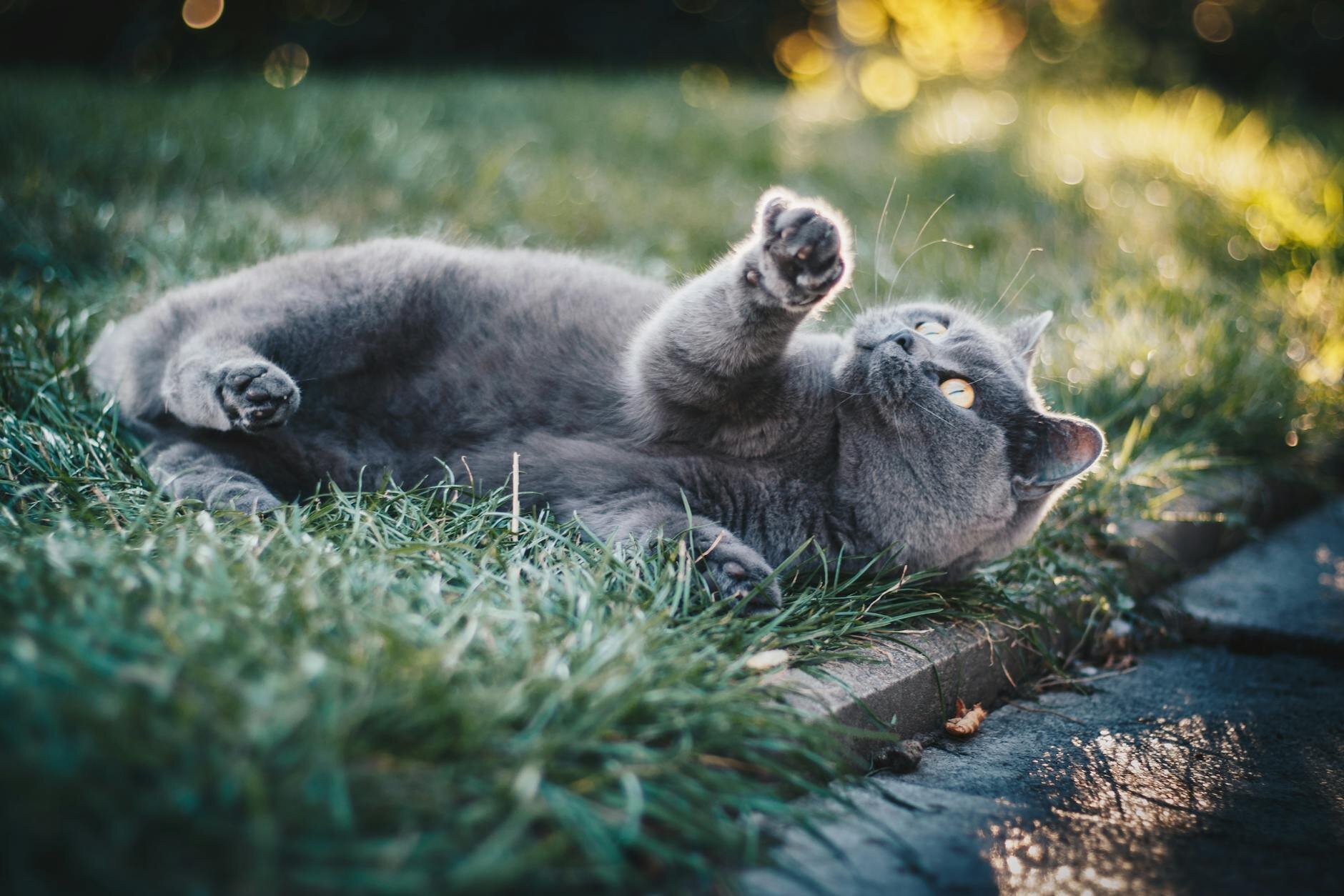cat lying in the grass
