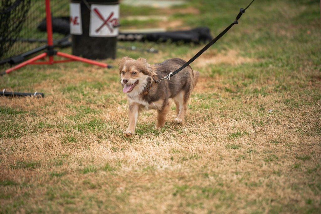 small brown dog getting walked on lead