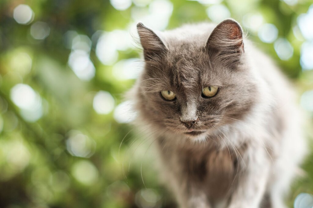 elderly cat outdoors