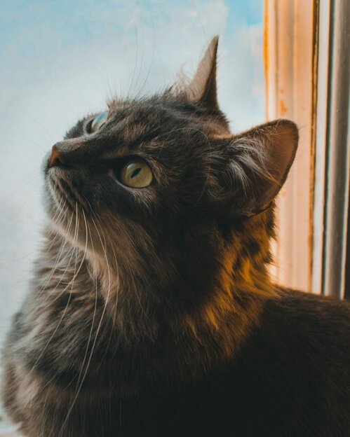 maine coon sitting by window looking up