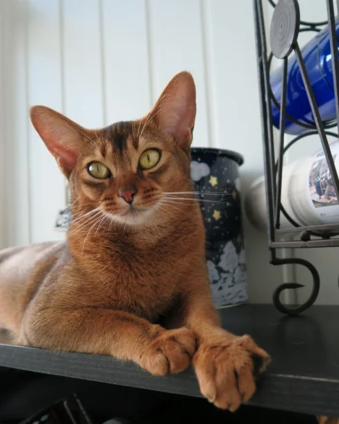 abyssinians lying on bench