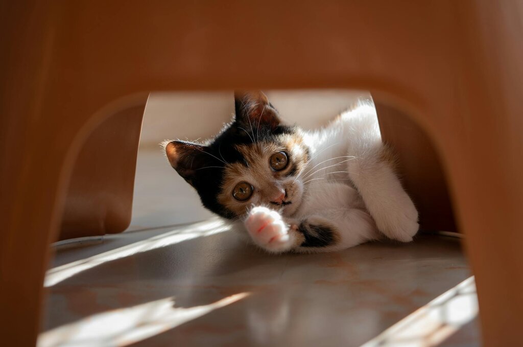 kitten peeking through chair
