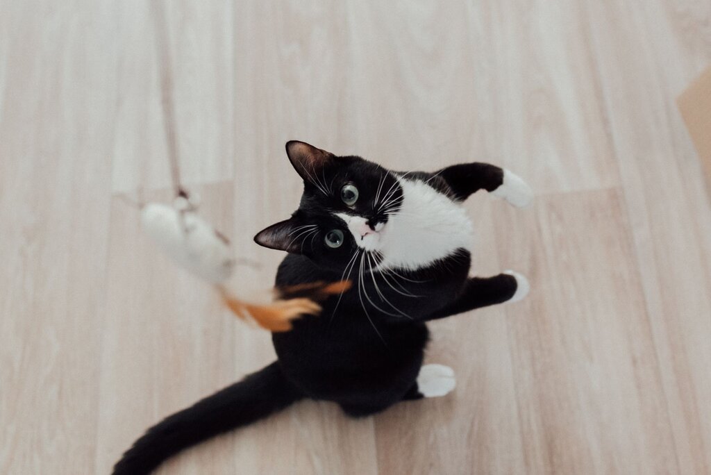 black and white cat standing up looking at a feather cat teaser toy