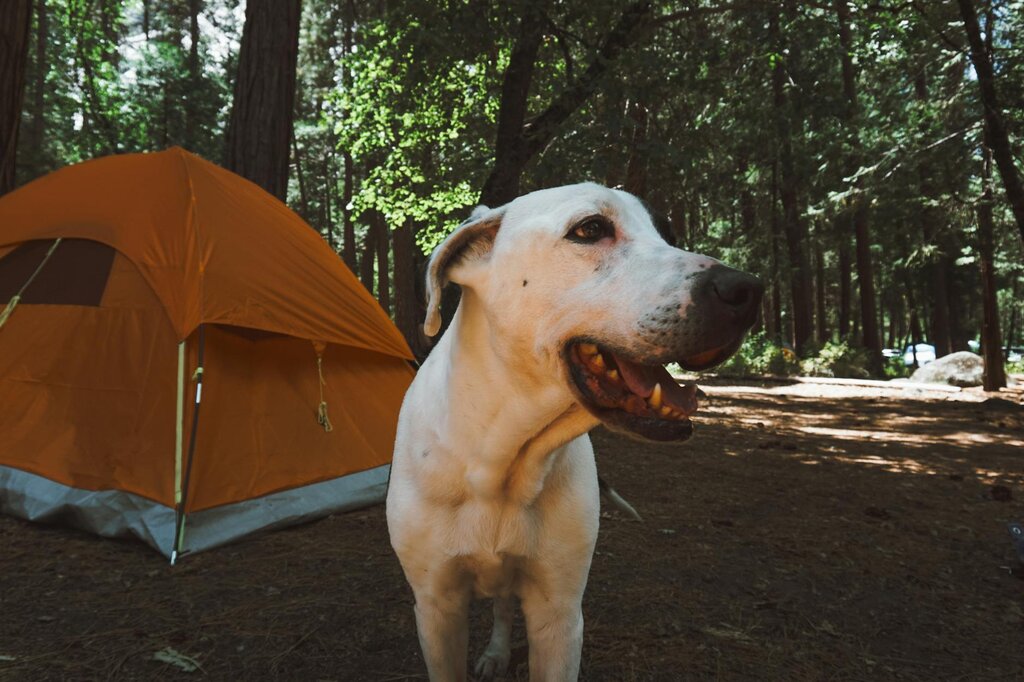 white dog standing outside tent