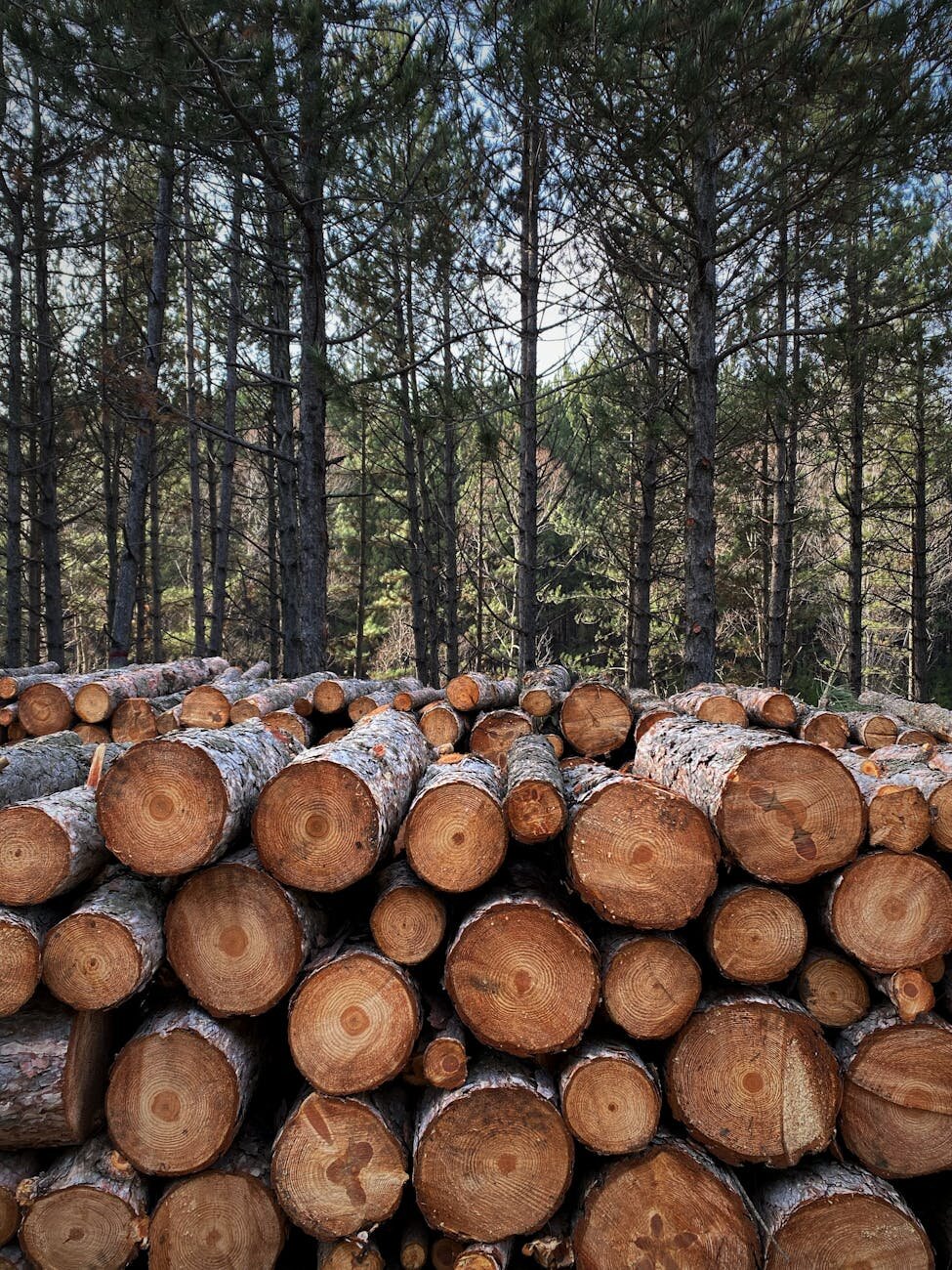 stacks of chopped wood in a forest