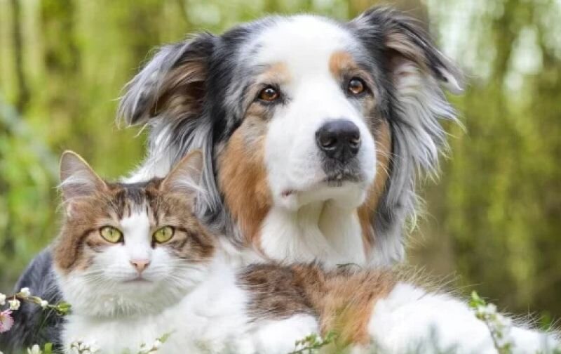 dog and cat sitting together outside