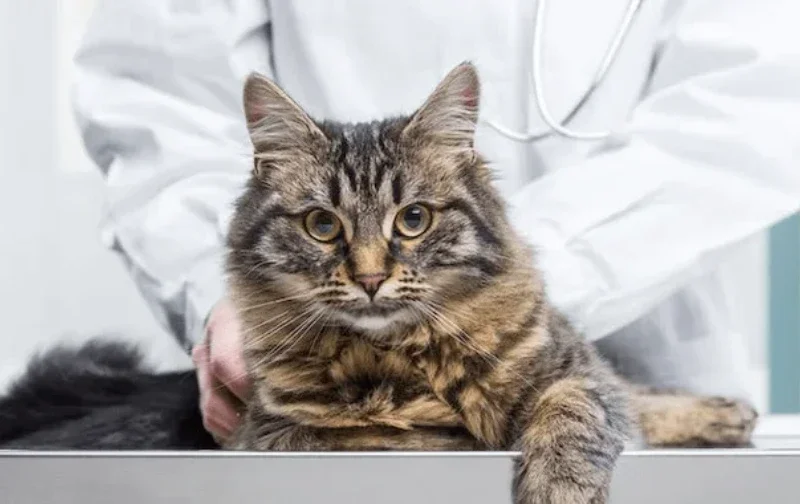 cat on vet examination table