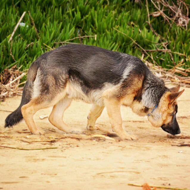 german shepherd sniffing along beach