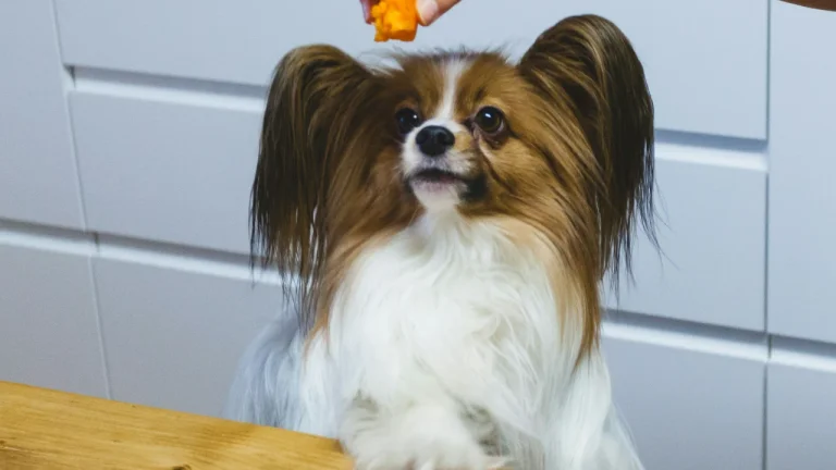 Papillon looking at treat