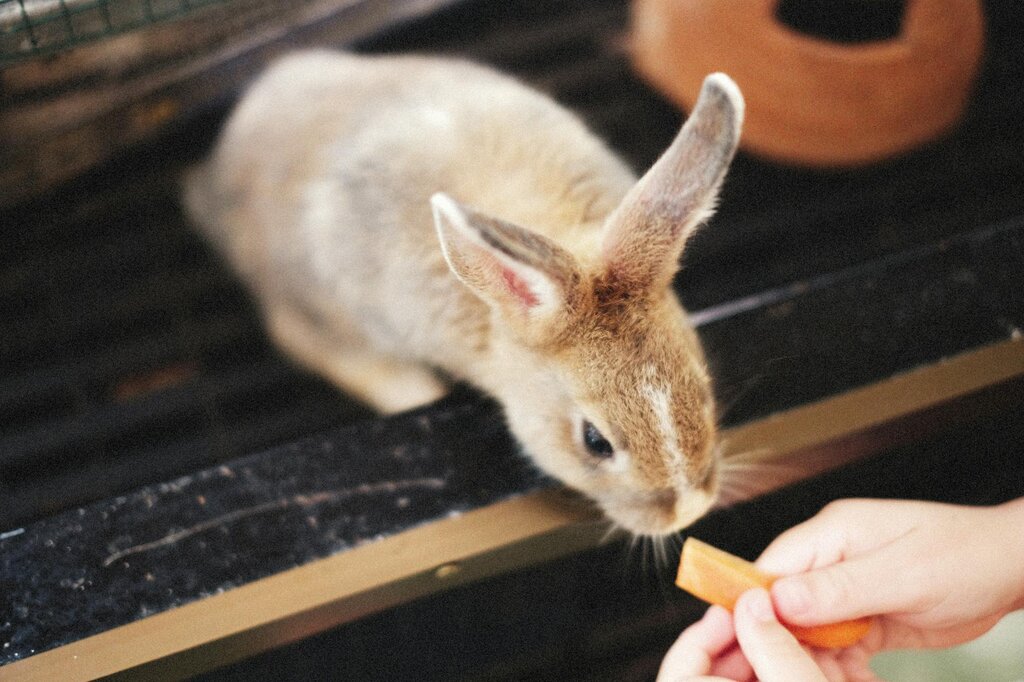 a brown rabbit sniffing out some food
