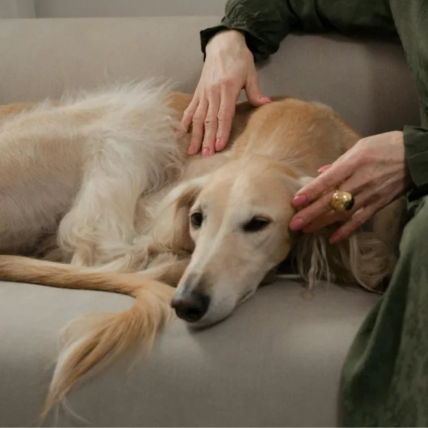 afghan hound lying on sofa with owner